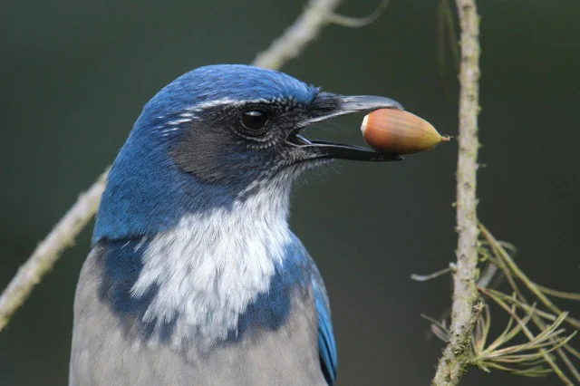 Backyard Birds: Meet Some Clever and Curious Jays