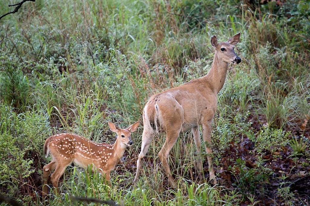 Image of a White-tailed doe and fawn.