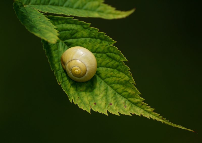 Yellow snail sitting on a green leaf.