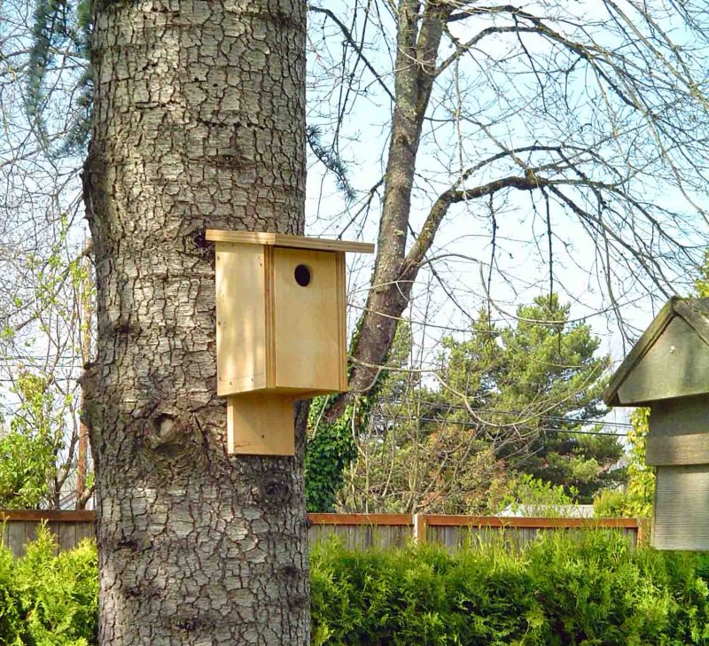 Newly built birdhouse mounted on a tree trunk.