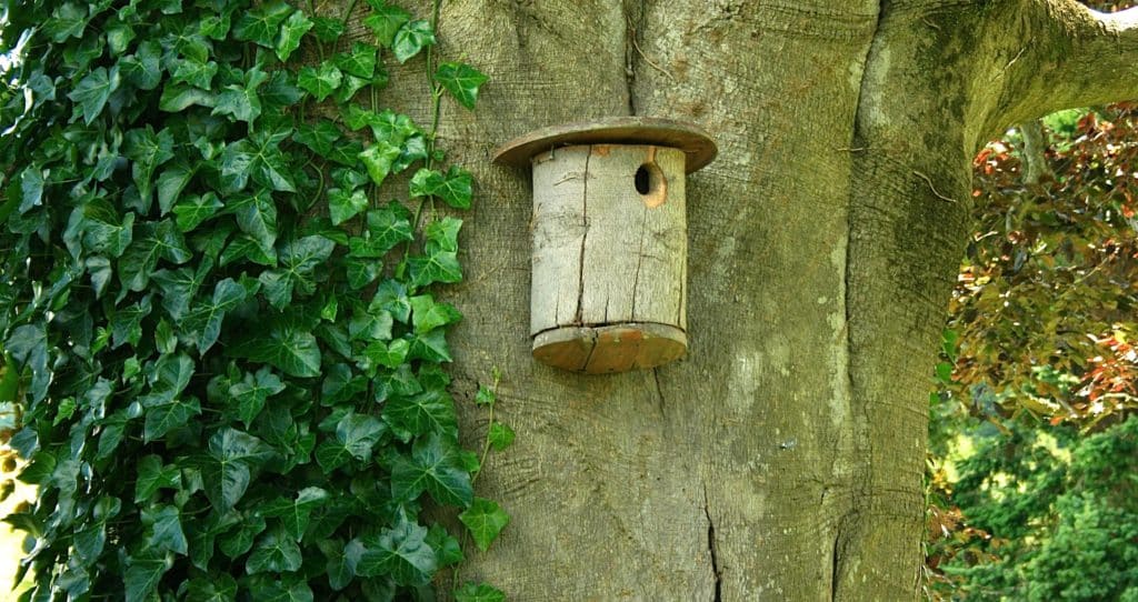 Birds are choosy - here's where to place their birdhouses ...