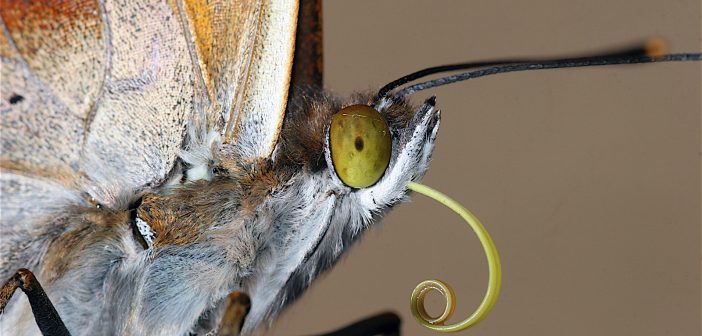 Close up image of a butterly's head showing its proboscis.