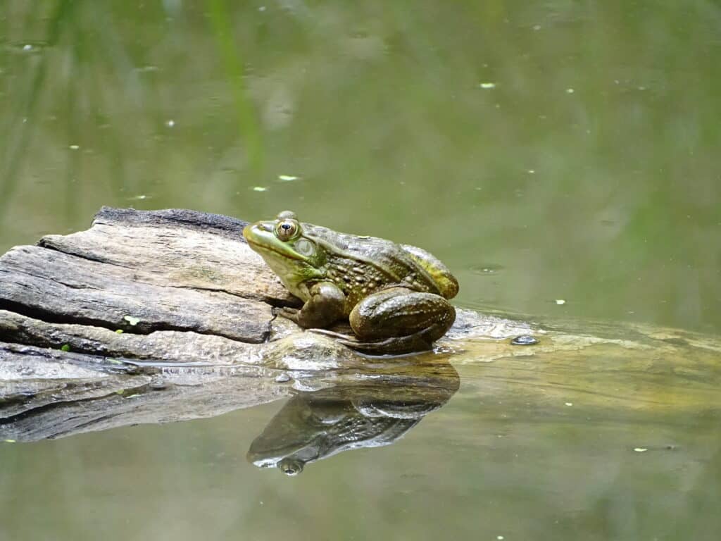 A Chiricahua Leopard Frog is viewed from the side as it stands on a partially submerged log.