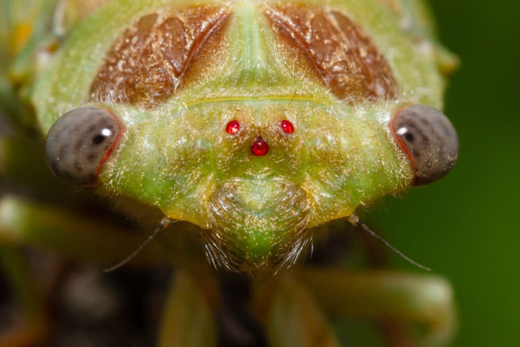 Cicada facing camera. Its ocelli are reddish-colored and centered on its forehead.