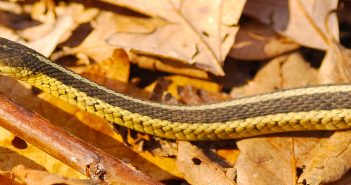 Eastern Garter Snake on dried leaves.