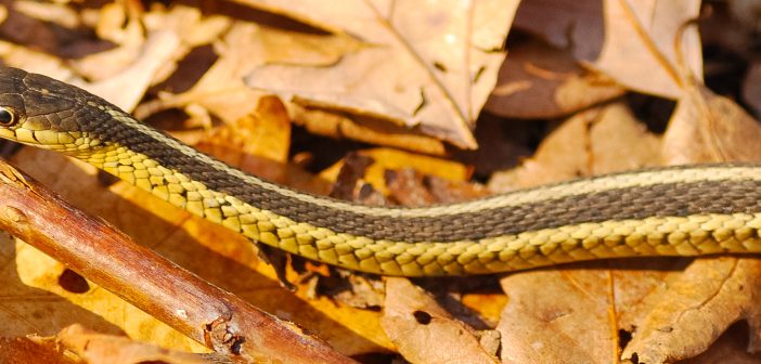 Eastern Garter Snake on dried leaves.