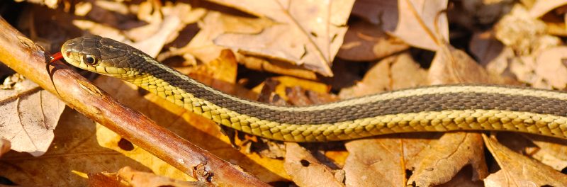 Eastern Garter Snake on dried leaves.