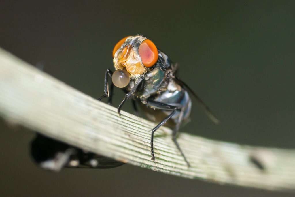 Common Green Bottle Blowfly, standing on a plant stem, blowing a large bubble.