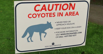 An image of a posted sign about Coyotes that warns against feeding and to keep dogs on a leash.