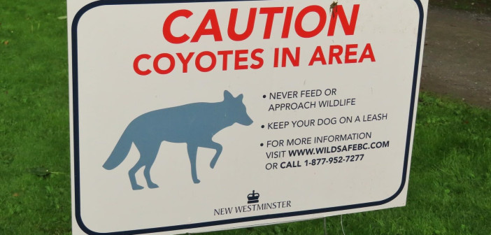 An image of a posted sign about Coyotes that warns against feeding and to keep dogs on a leash.