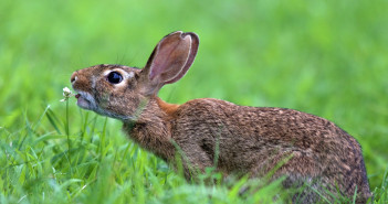 An Eastern Cottontail Rabbit is seen from the side as it munches on a clover flower.