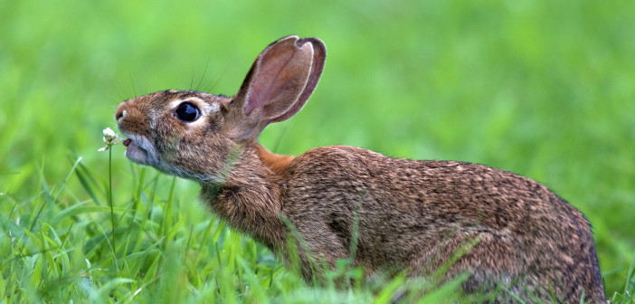 An Eastern Cottontail Rabbit is seen from the side as it munches on a clover flower.