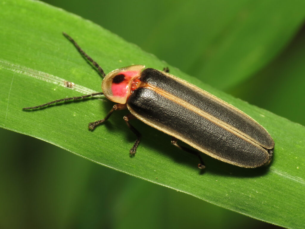 A firefly is resting in the daytime on a green leaf.