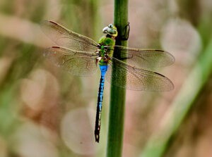 A Green Darner Dragonfly is seen from above as it clings to a thin green stem.