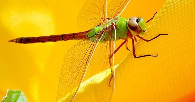 Close up image of a Green Darner dragonfly.