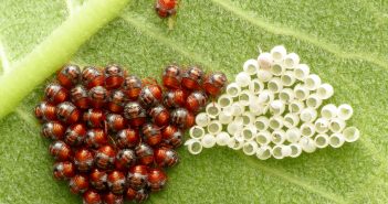 Green Stink bug hatchlings grouped together on underside of leaf