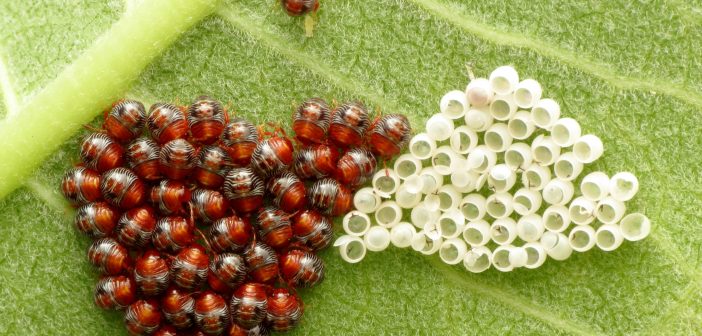 Green Stink bug hatchlings grouped together on underside of leaf