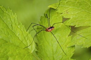 A harvestman spider is standing on green leaves, as seen from above.