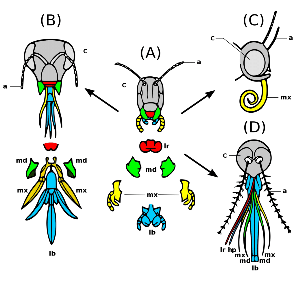 Color illustration of the different types of insect mouthparts, with labels.