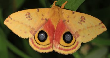 An Io Moth, which is a brilliant yellow color with a large dark eye spot on each wing, stands on a green leaf.