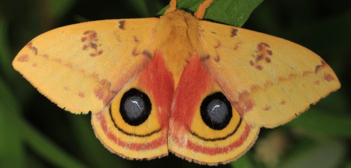 An Io Moth, which is a brilliant yellow color with a large dark eye spot on each wing, stands on a green leaf.