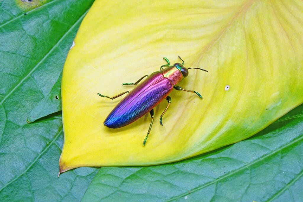 A Jewel Beetle flashing iridescent colors in blue, purple, lilac, red, rose, yellow, and green. 