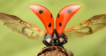 Seven-spotted lady beetle with wings raised.