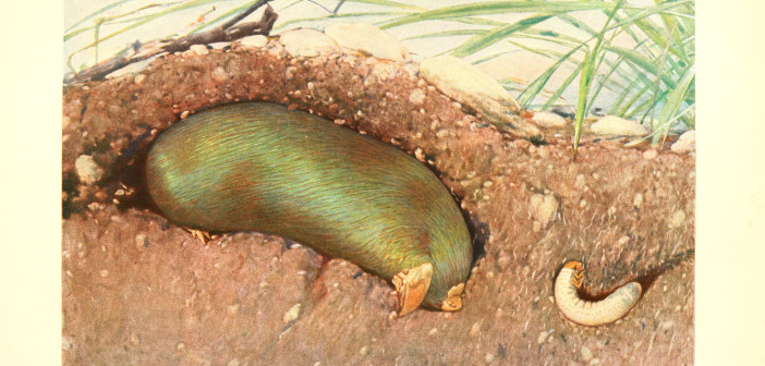 A color illustration of a mole digging underground heading toward a grub.