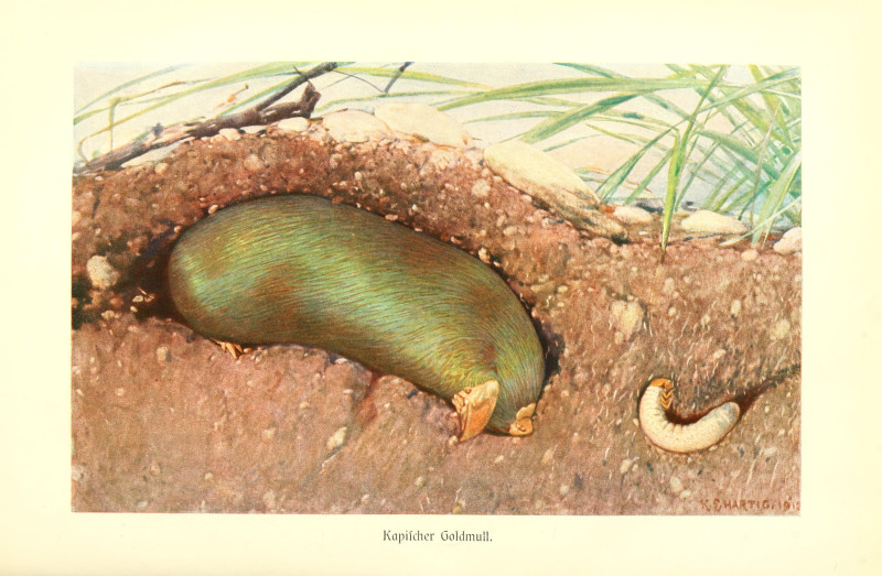 A color illustration of a mole digging underground heading toward a grub.