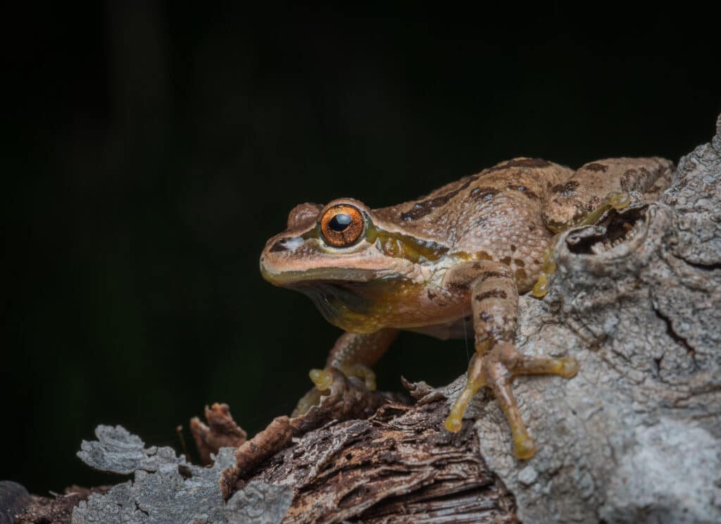 A male Pacific Tree Frog with brown coloration is standing on the horizontal branch of a tree.