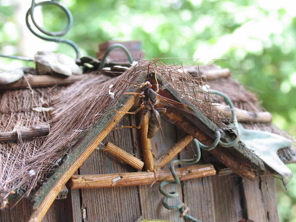 A Paper Nest Wasp is clinging to the front of a bird house with a gable roof.