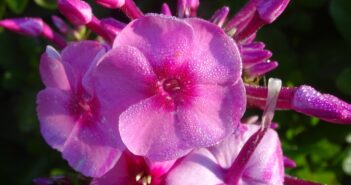 Pink phlox with morning dew