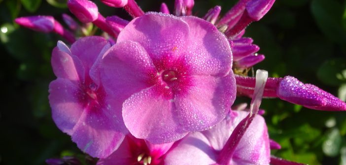 Pink phlox with morning dew