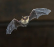 A Pipistrelle Bat is seen flying toward the camera at night.