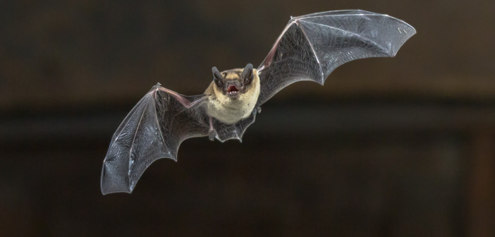 A Pipistrelle Bat is seen flying toward the camera at night.