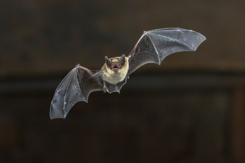 A Pipistrelle Bat is seen flying toward the camera at night.