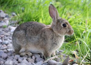 cottontail hares wildlife montani greg welcomewildlife