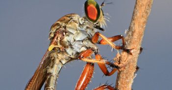 Robber fly