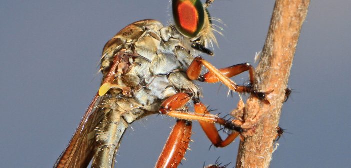 Robber fly