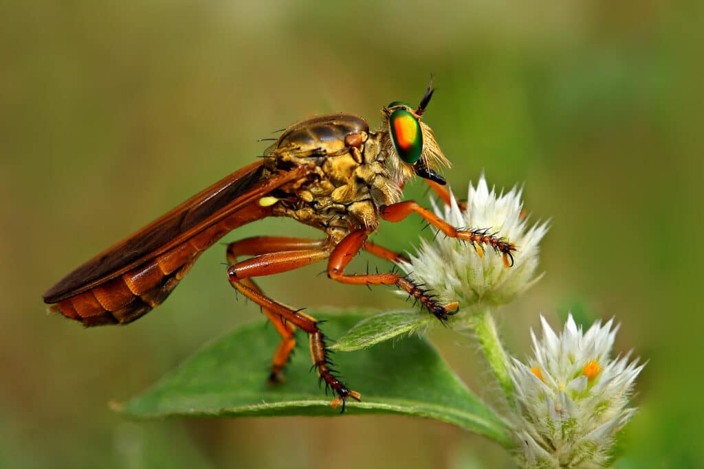 Robber fly standing sideways on a flower blossom, its eye reflecting shades of red, gold, yellow, and green.