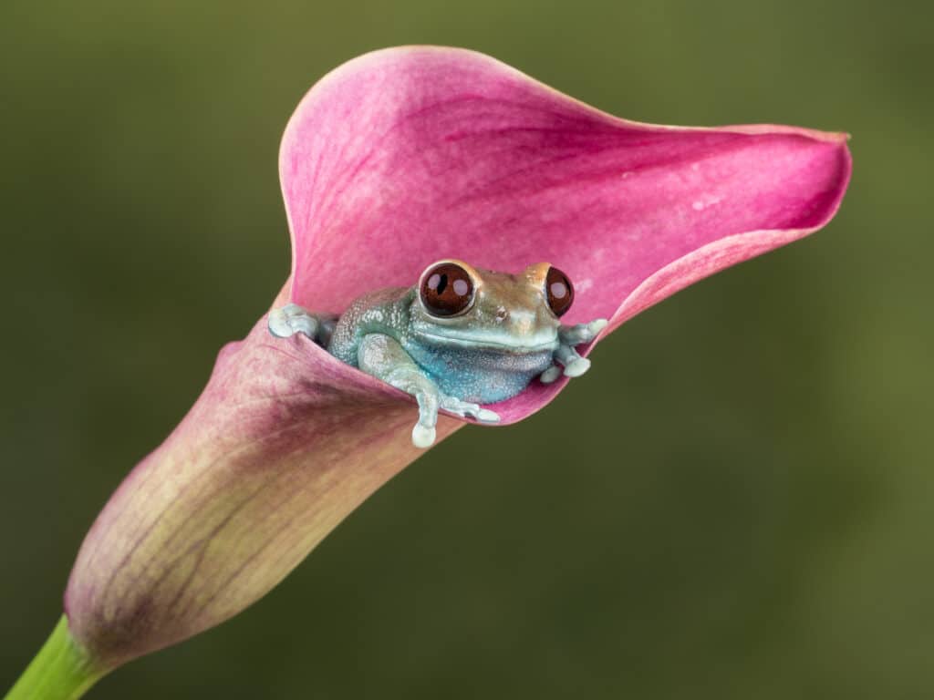 A Ruby-eyed Tree Frog is nestled in a pink, coiled flower blossom. It's looking at the camera.