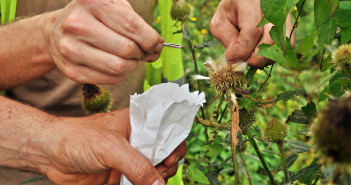 An image that shows two hands plucking seeds out of a seed head and another hand holding a small white paper sack for them to be dropped into.