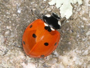 A Seven-spotted Lady Beetle is standing on a rock surface, as seen from above.