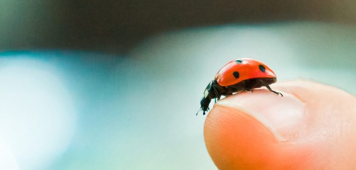 A Seven-spotted Lady Beetle is standing on a person's finger and looking over the edge.