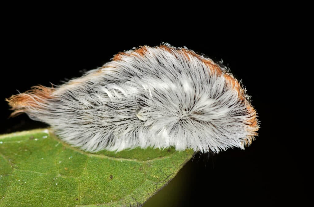 Soft, fluffy-looking, gray colored flannel moth caterpillar sitting on a green leaf.