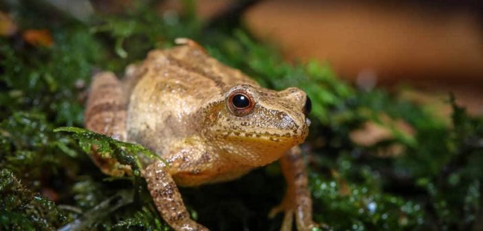 Spring Peeper frog, Pseudacris crucifer