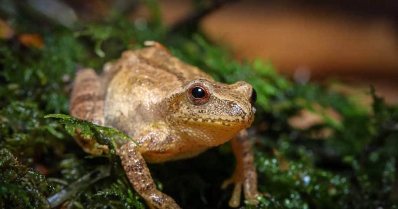 Spring Peeper frog, Pseudacris crucifer