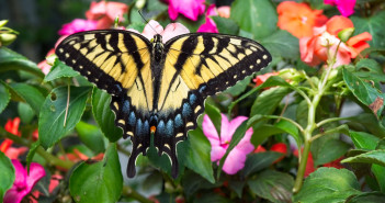 A Tiger Swallowtail, is standing on a pink flower with wings spread, as seen from above.