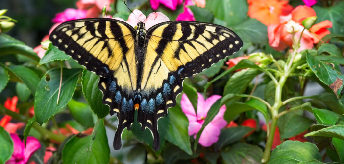 A Tiger Swallowtail, is standing on a pink flower with wings spread, as seen from above.