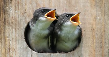 Two baby Tree Swallows peering out of their birdhouse with beaks wide open.